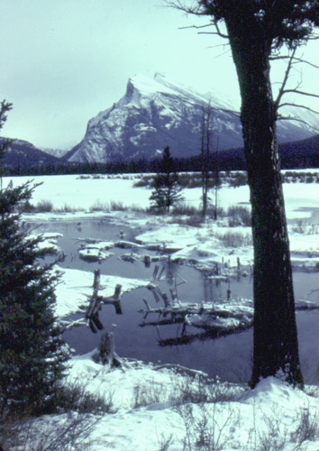 View of Vermilion Lakes in winter