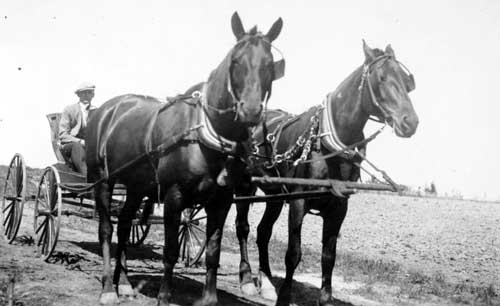 Les chevaux d'Ernest Forrend et Charles Dion