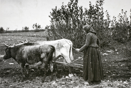 Oxen were often used for plowing fields and for clearing land. This picture was taken on Saaremaa in 1895